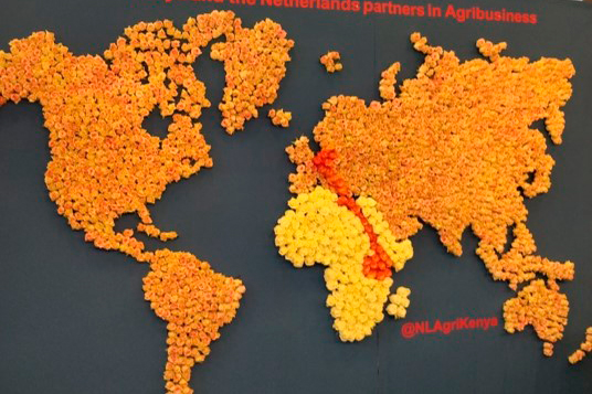 World map made of roses
