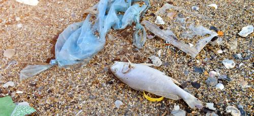 Plastik på strand med fisk - Colourbox