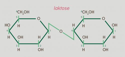 Laktosemolekyle