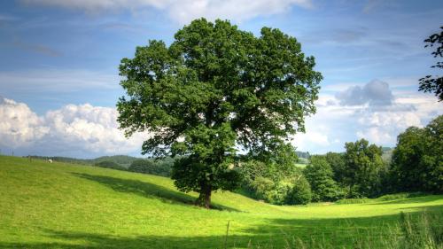 Træ i grønne omgivelser