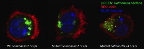 macrophages infected with salmonella