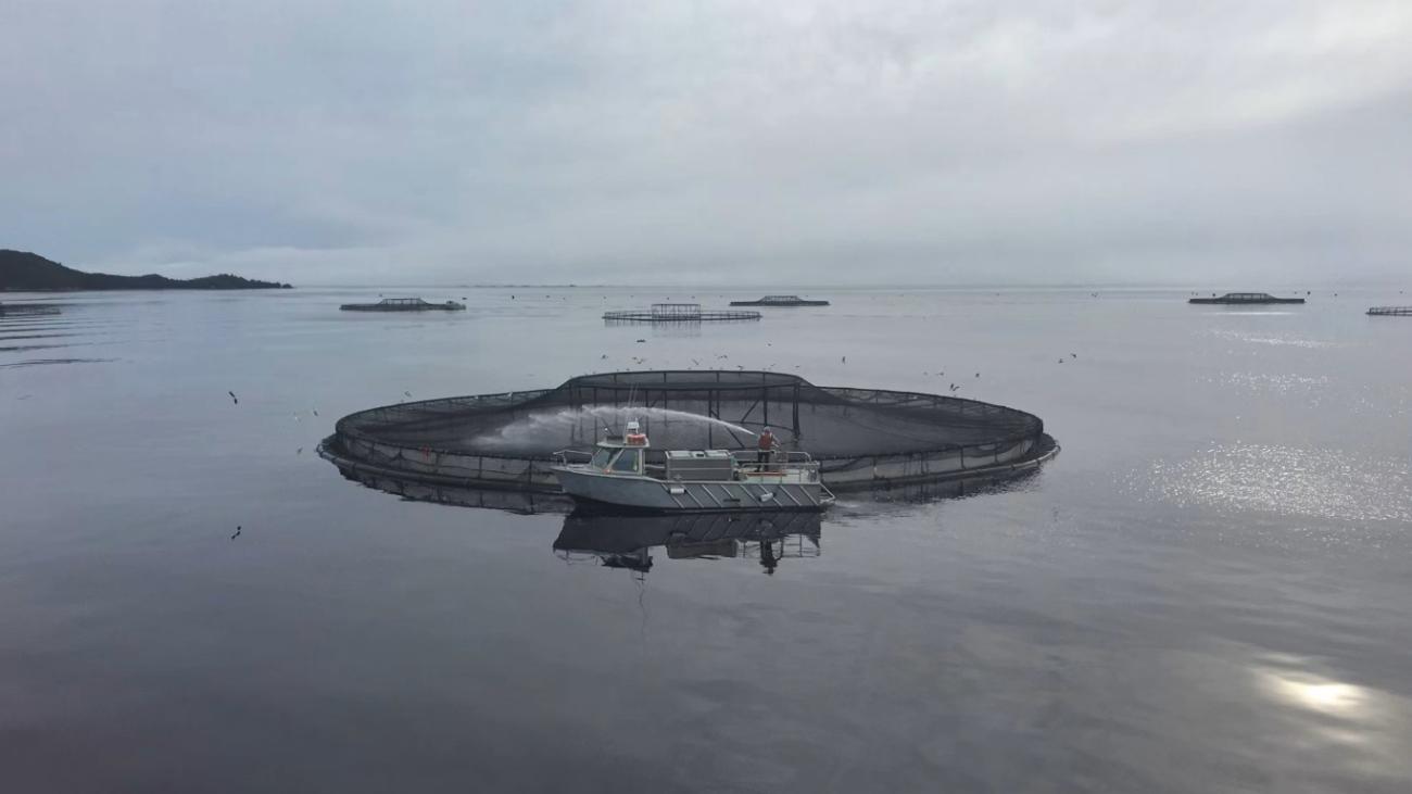 Fiske farm: Stockphoto: Unsplash